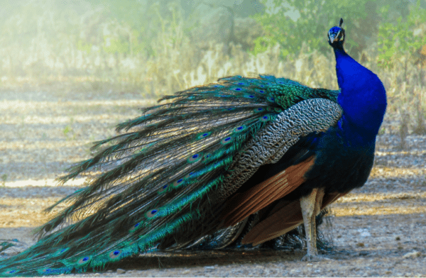 essay on autobiography of peacock in hindi