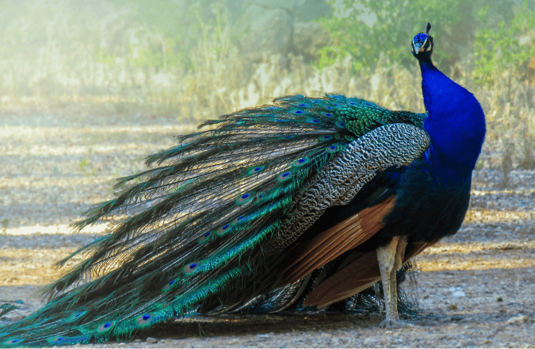 write a short autobiography of peacock