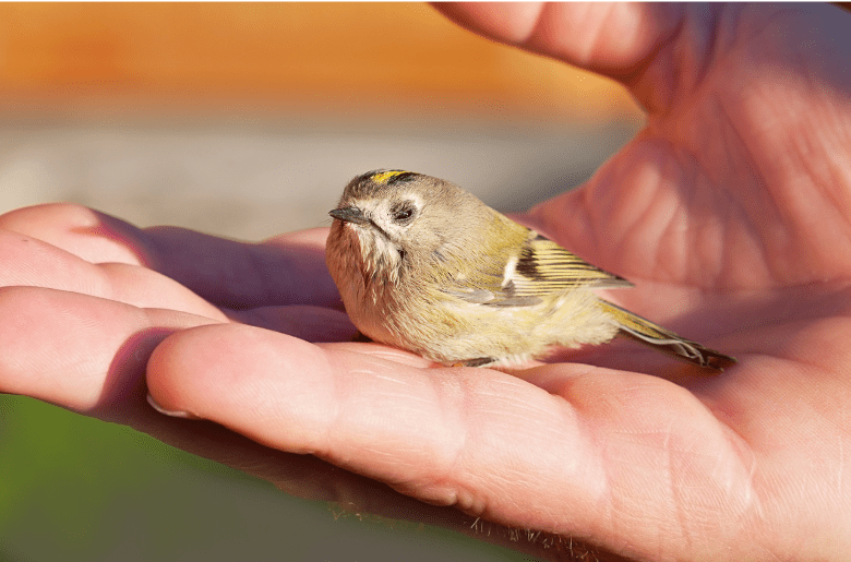 A Bird in the Hand is Worth Two in the Bush