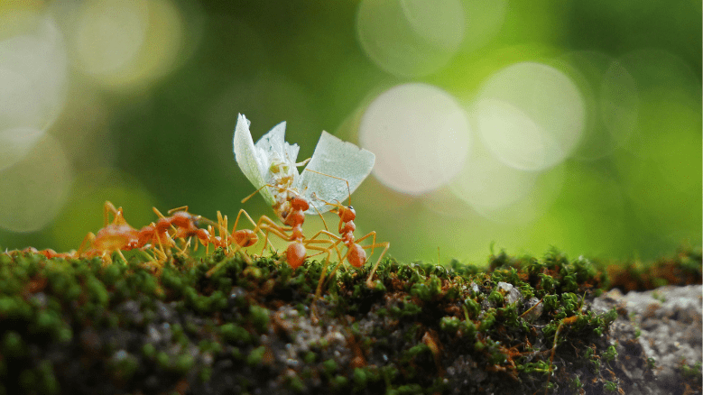 The Ant Explorer