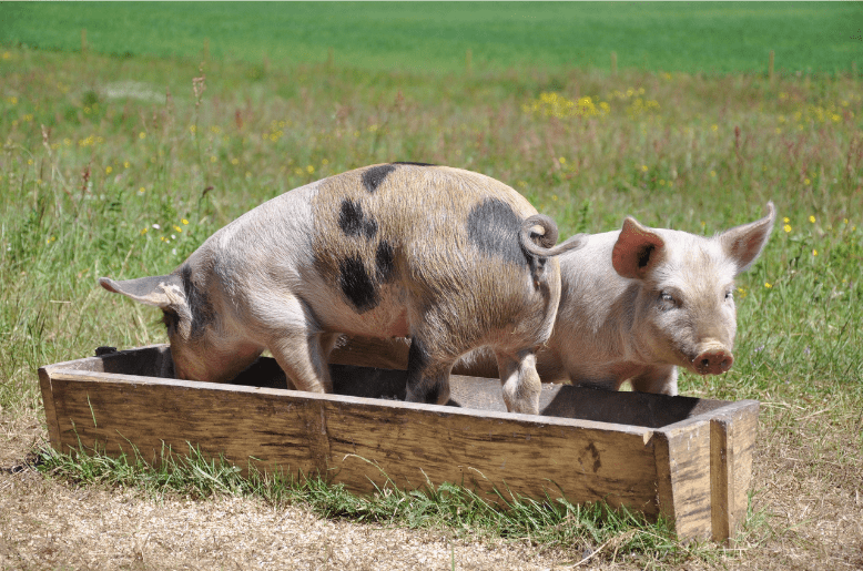 The Happy Pigs on the Farm