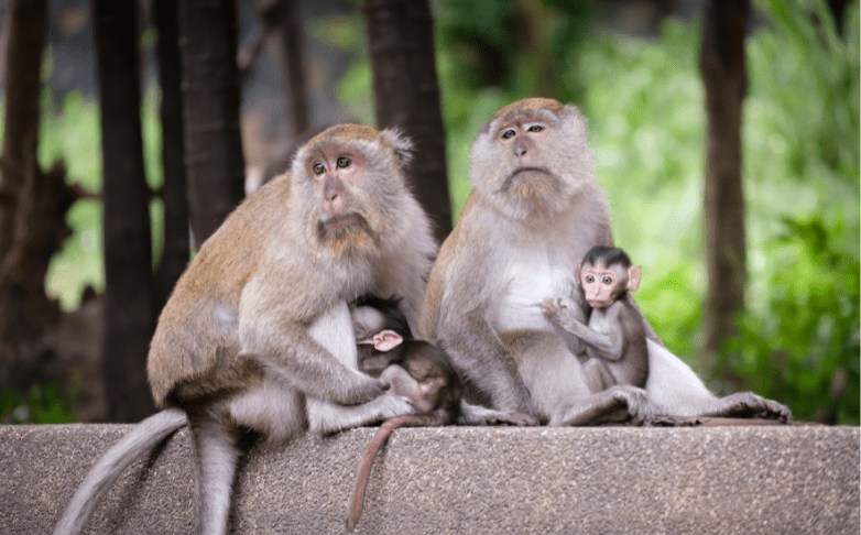 The Mischievous Monkey Family
