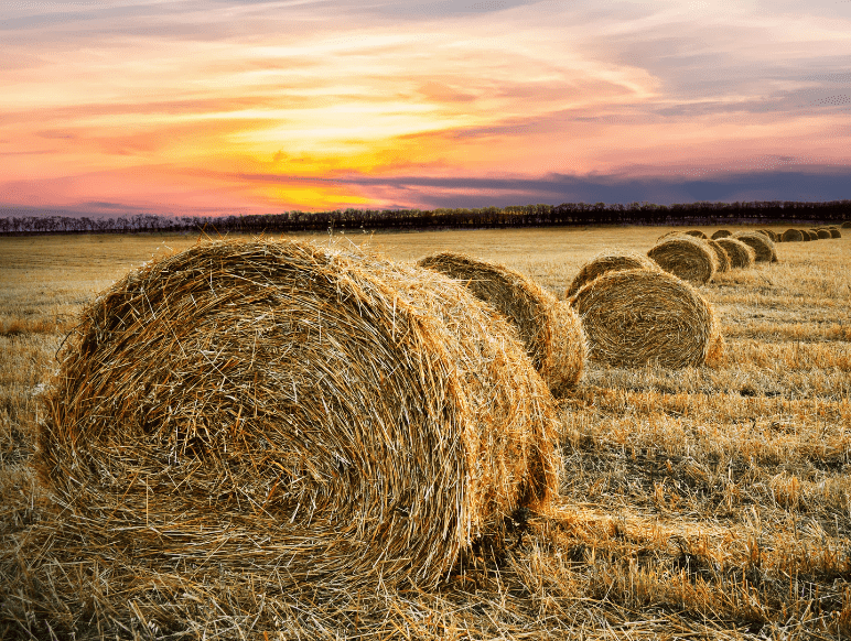 Needle in a Haystack